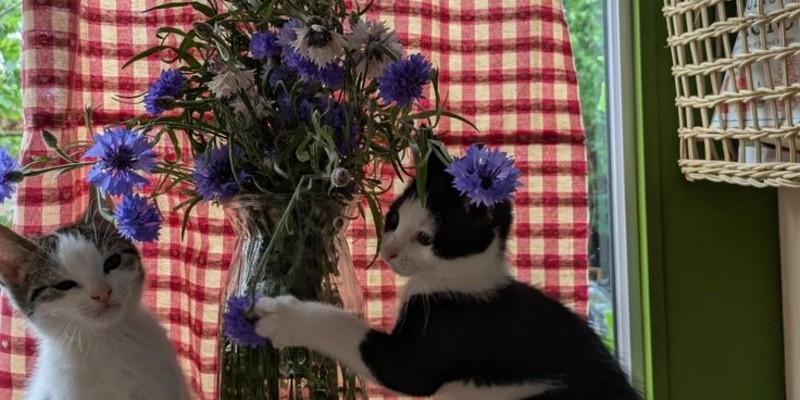 Kapak Fotoğrafı
