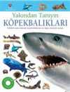 Köpekbalıkları - Yakından Tanıyın