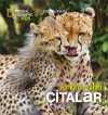 National Geographic Kids - Çitalar (Afrika'da Safari)